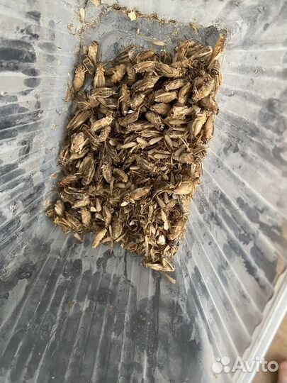 Замороженные сверчки для стрижа