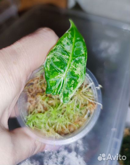 Алоказия Фрайдек Вариегатная