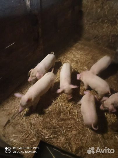 Поросята ландрас