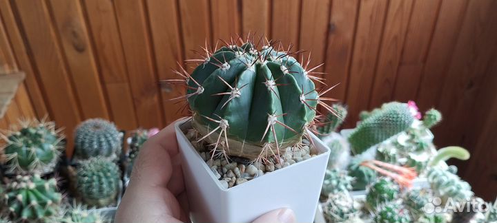Кактус Melocactus Matanzanus