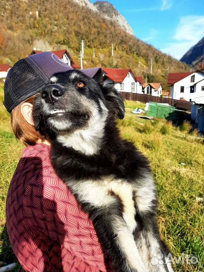 Маламут метис в добрые руки