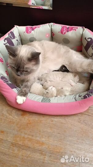 Котята в добрые руки даром