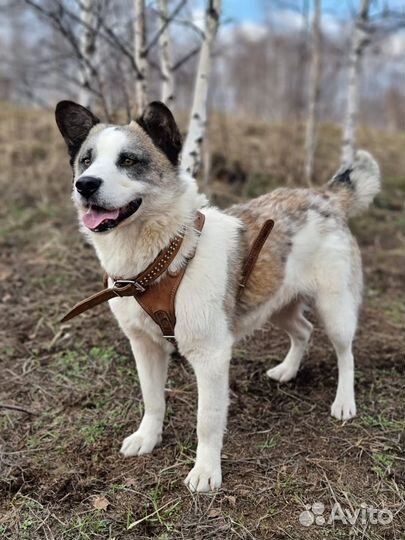 Самый красивый пёс приюта ищет дом