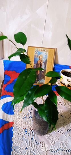 Каланхоэ и др