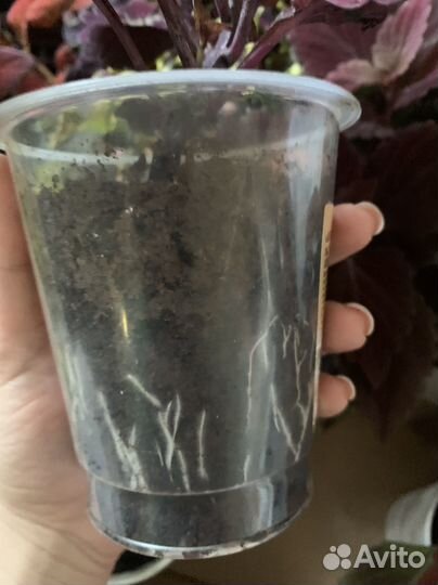 Колеусы вегетативные сортовые