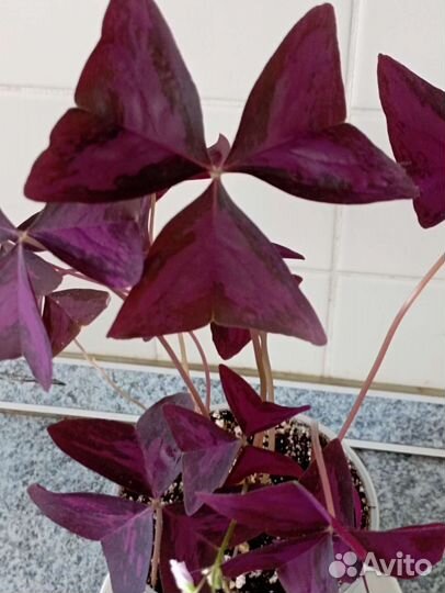 Оксалис (кислица)