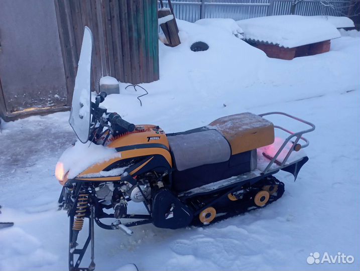 Dingo T125