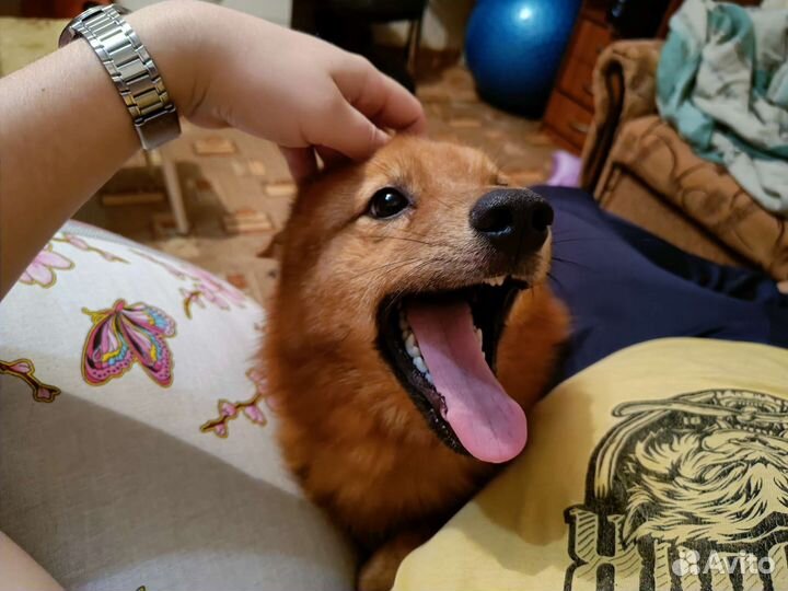 Вязка карело финская лайка