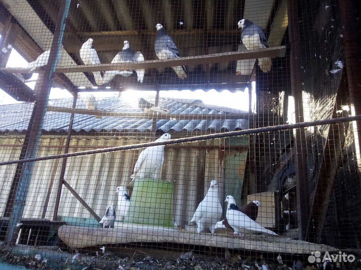 Продажа голубей