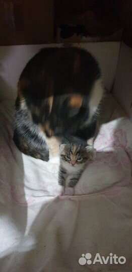 В добрые руки