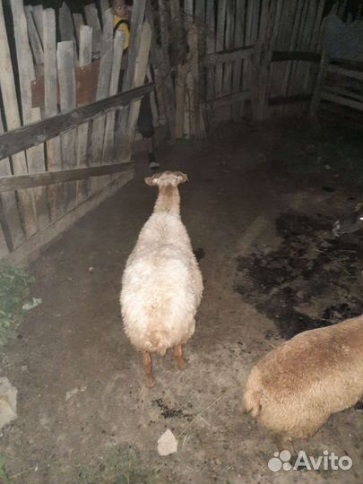 Овцы бараны