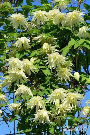 Княжики клематисы