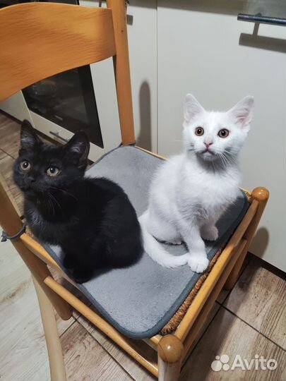 Котята отдам бесплатно