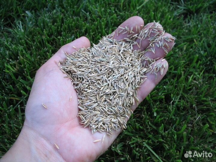 Семена газонных трав