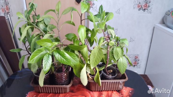 Джинура -растение от повышенного сахара в крови