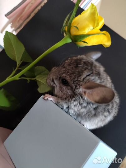 Бронь Замечательная шиншилла