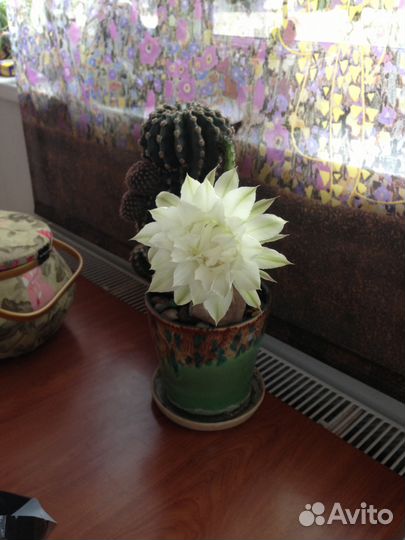 Кактус эхинопсис детки