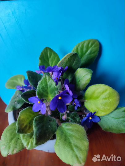 Фиалка в горшках