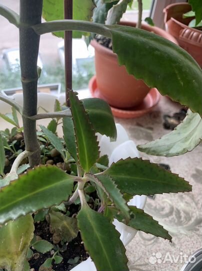 Каланхоэ лечебное