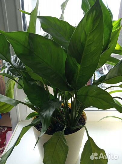 Спатифиллум