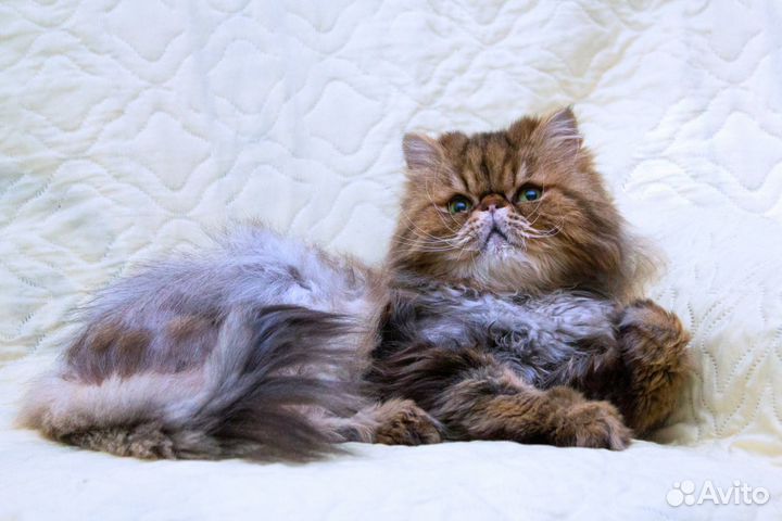 Персидский котик Маффин