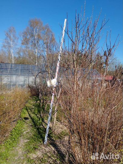 Яблоня крупномер саженцы