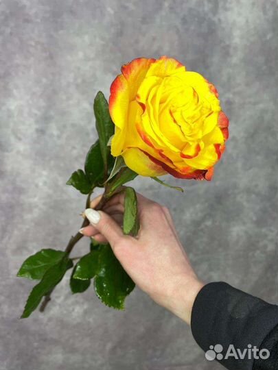 Розы поштучно