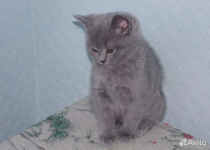 Шотландская