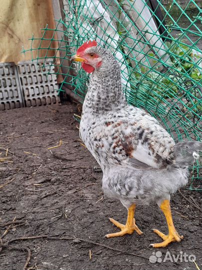 Продам петушков
