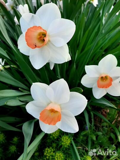 Луковицы нарциссов