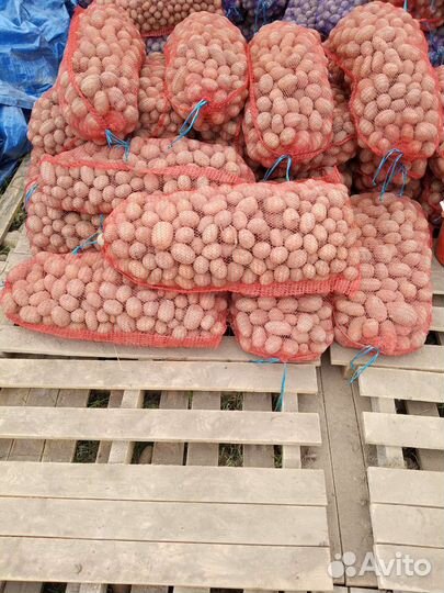 Продам картофель