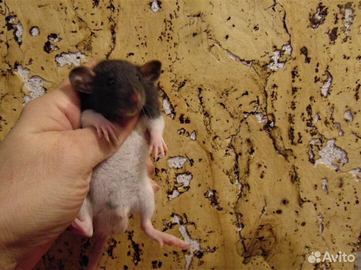 Крысы, крысята дамбо, микки - маусы, клетки, корм