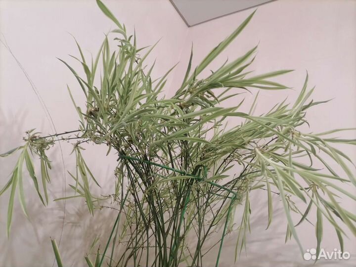 Хлорофитум (отростки)