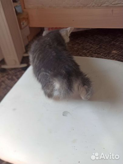 Кошка в дар