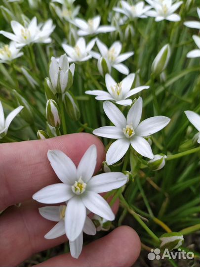 Птицемлечник