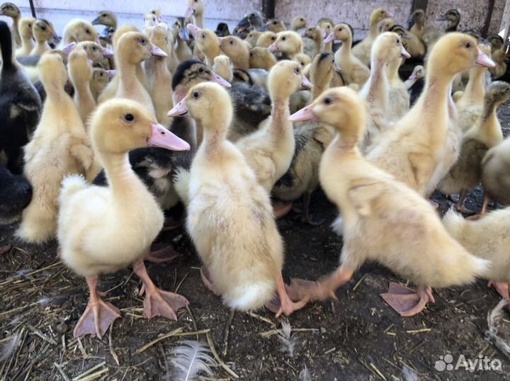 Продаются утята подрощенные оптом