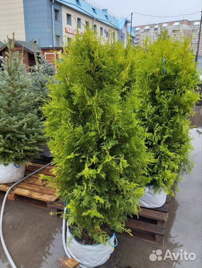 Саженцы туи Голден Брабант