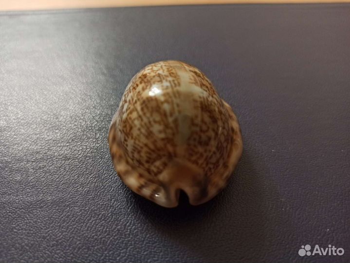 Морская раковина