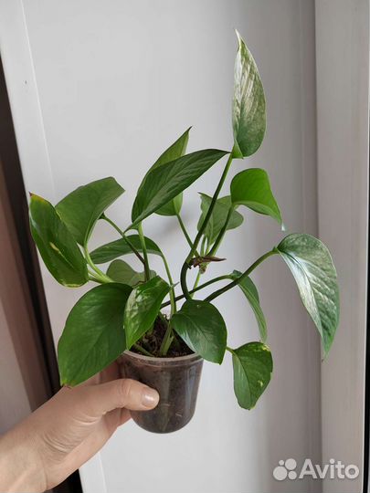 Сциндапсус эпипремнум золотистый