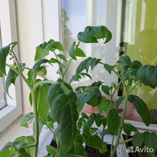 Комнатные помидоры