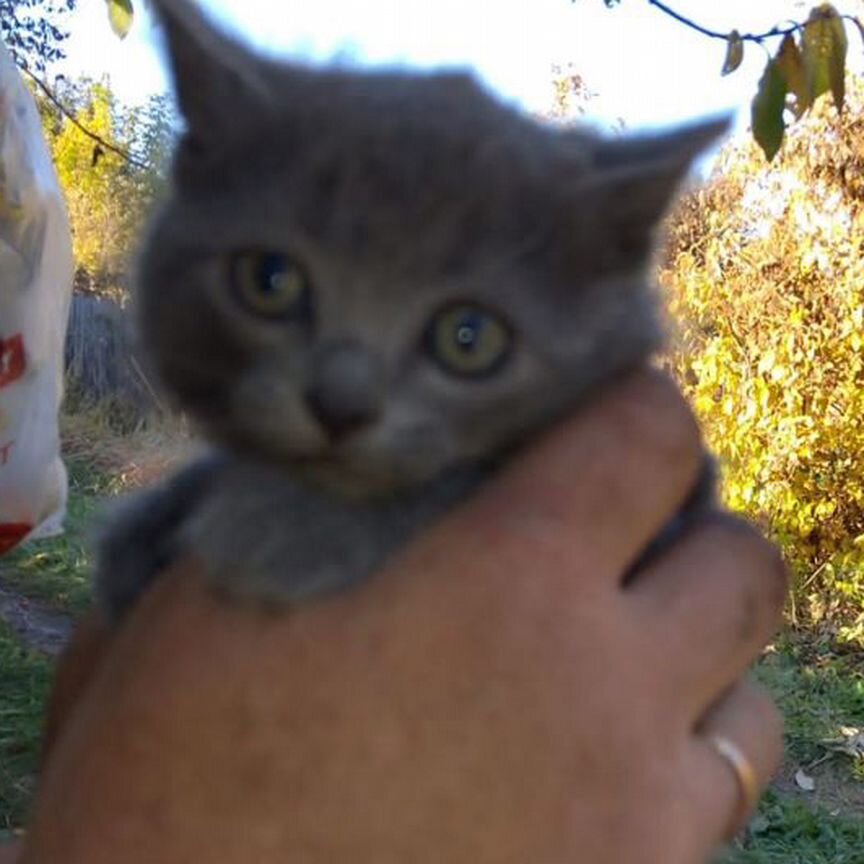 Котята в добрые руки бесплатно