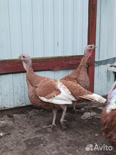 Индюки палевые