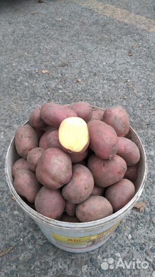 Картофель деревенский
