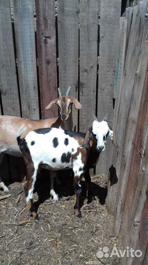 Козы годовалые