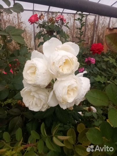 Кустовые розы саженцы