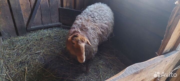 Овцы бараны