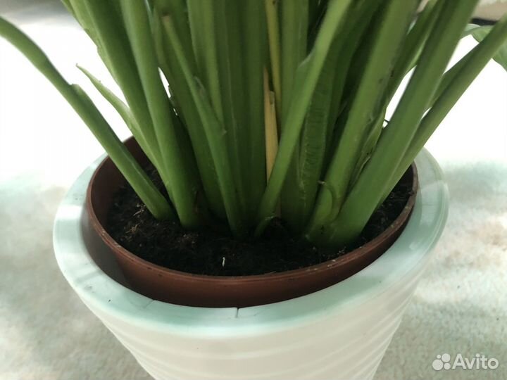 Спатифиллум