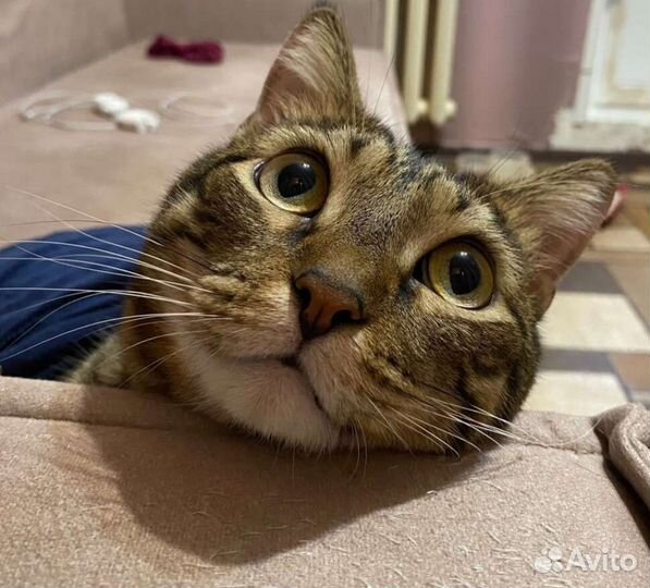 Передержка кошек
