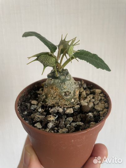 Дорстения фоэтида (dorstenia foetida)