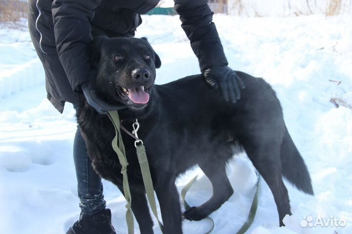 В добрые руки